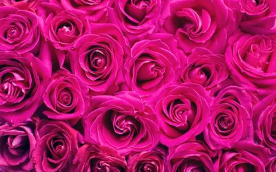 LA HERMANDAD DE LA ROSA